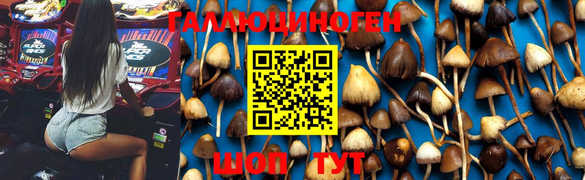 Псилоцибиновые грибы Psilocybe  Вход с VPN  Выборг 